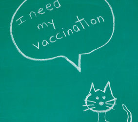 New feline vaccine protocol now being used at Lyndale Animal Hospital!