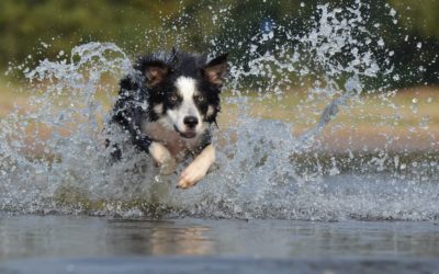 Leptospirosis: What Pet Owners Need to Know