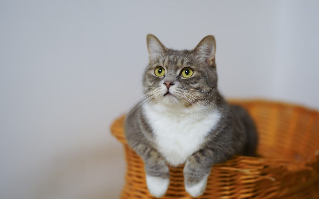 Understanding Feline Leukemia and FIV in Cats