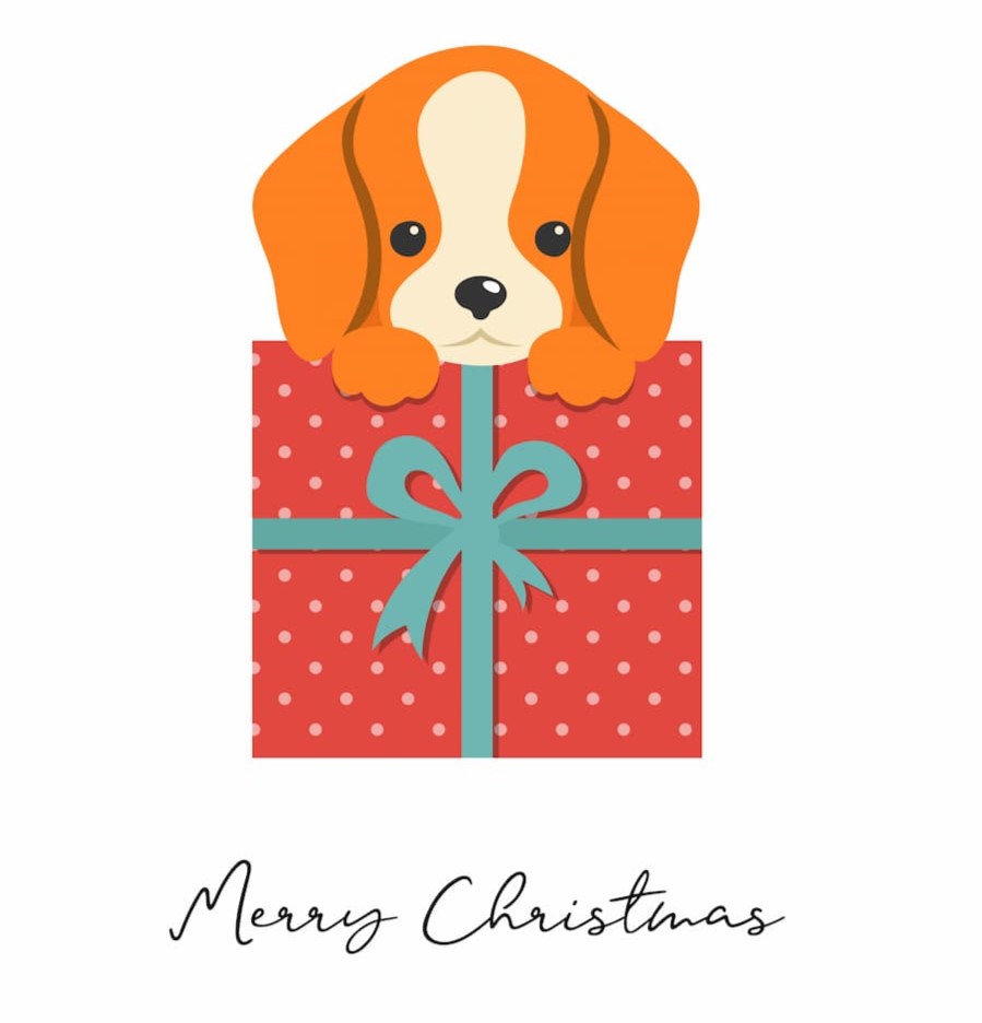 Lyndale Animal Hospital Minneapolis Veterinarian Professional and