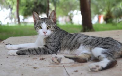 Protecting Your Cat from Bird Flu (H5N1): What You Need to Know