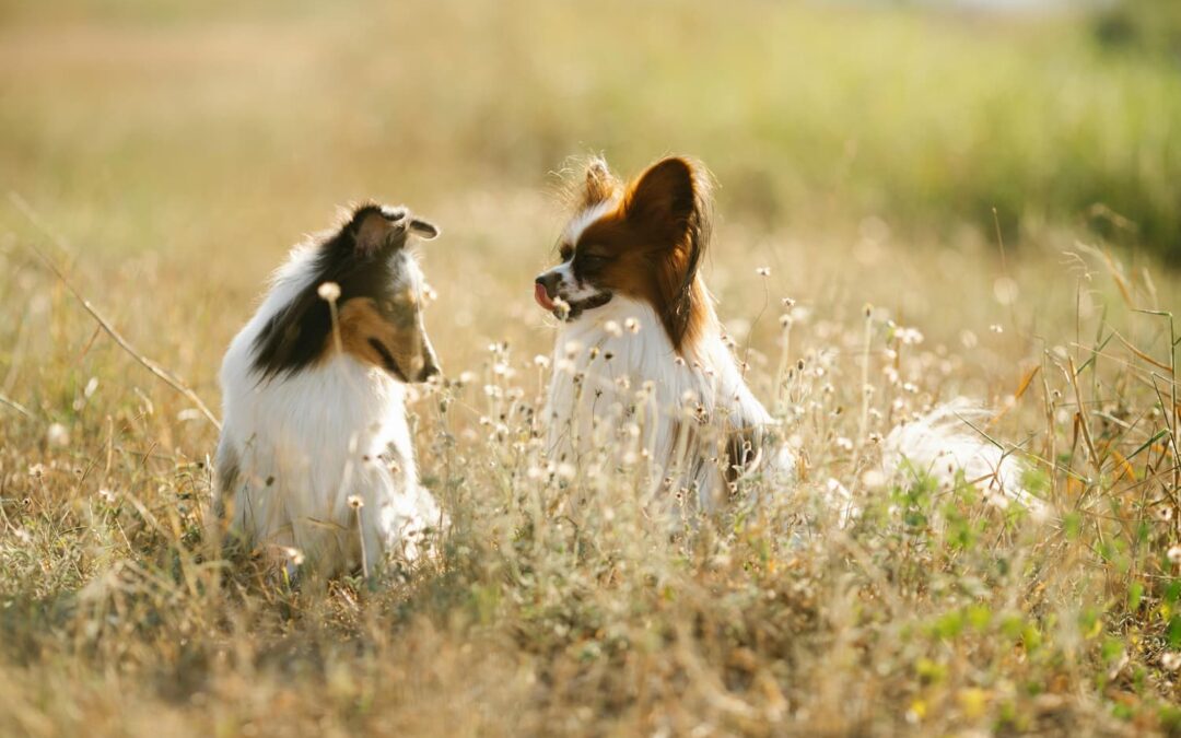 two dogs outside