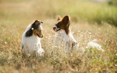 Heat Emergencies in Dogs and Cats 