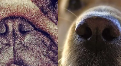 Brachycephalic Obstructive Airway Syndrome
