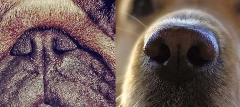 Narrow Nostrils Photo